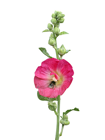 hollyhock, holyoke or Alcea rosea, is herbal medicine, used to control inflammation, to stop bedwetting and as a mouthwash in cases of bleeding gums.