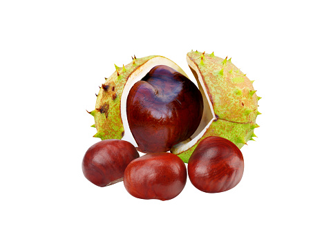 horse chestnut, horse chestnut fruits, buckeye or conker tree, is possibly useful in traditional medicine for its effect on venous tone.