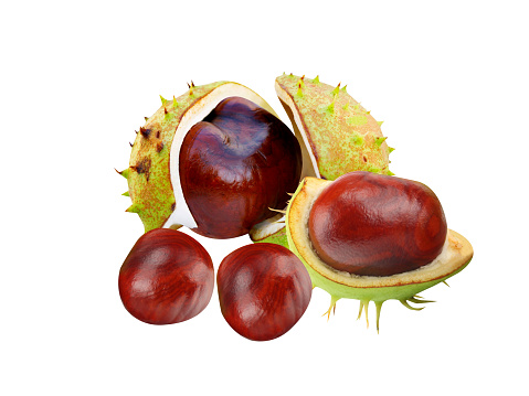 horse chestnut, horse chestnut fruits, buckeye or conker tree, is possibly useful in traditional medicine for its effect on venous tone.