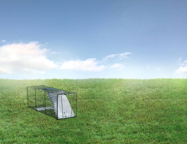 istock Live animal trap in a backyard with green grass 1872846381