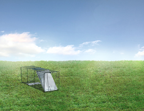 Animal trap in a backyard with green grass with no fence