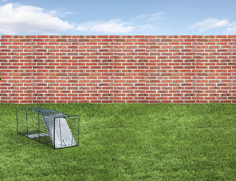 Animal trap in a backyard with green grass and fence