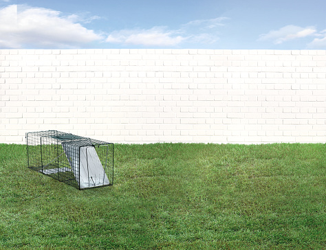 Animal trap in a backyard with green grass and fence