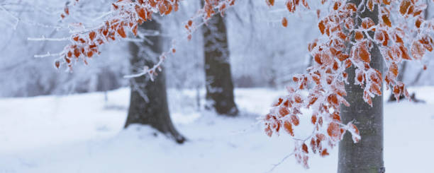 Canadian winter nature photography.