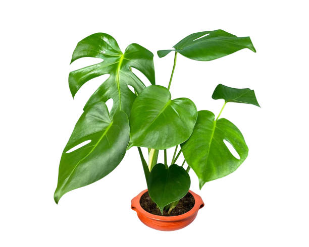 istock Monstera deliciosa or Swiss cheese plant 1872848962