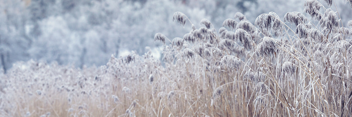 Panoramic view of reeds at a lakeshore in a winter landscape. Uppland, Sweden.