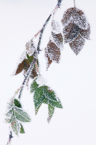 Rose bush leaves covered in rime ice and snow in winter.
