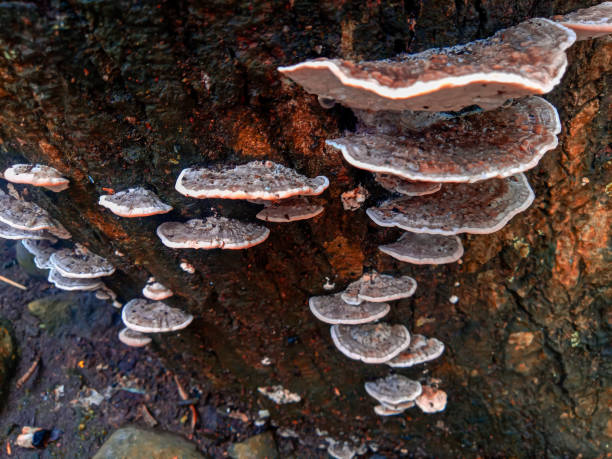 istock Photo of mushrooms on a tree trunk 1872851077