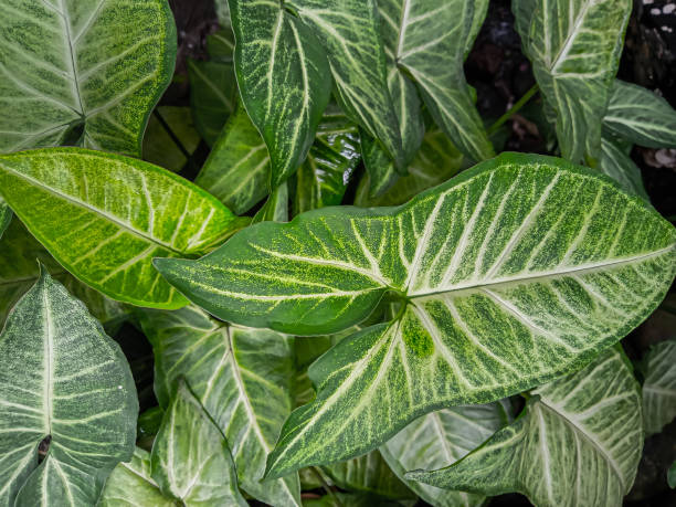 istock green taro plants in the garden 1872851622