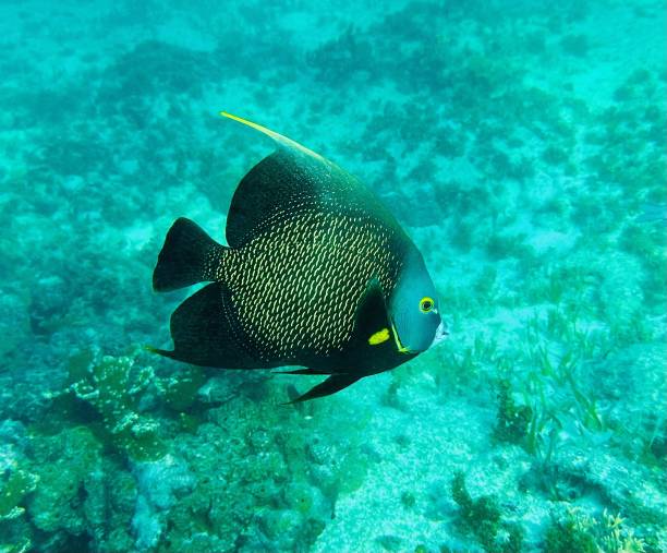 pescados en el mar - imperial angelfish fotografías e imágenes de stock