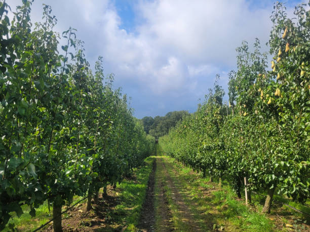 istock Fruit harvest Pears in Belgium, fruit orchard. 1872855232