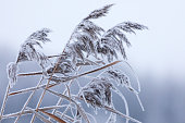 Frozen reeds