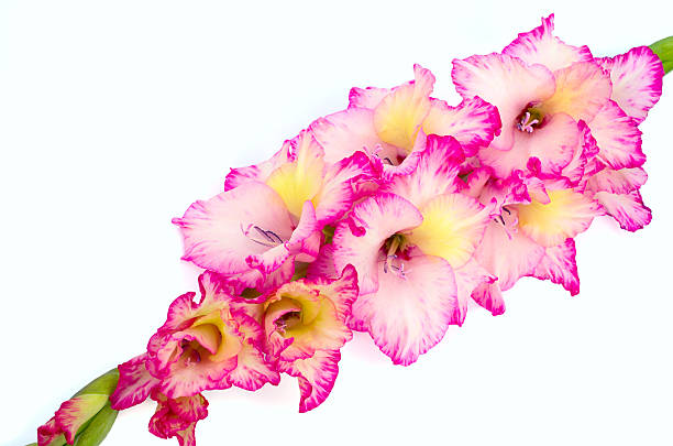 rosa gladiolo su sfondo bianco - gladiolus single flower stem isolated foto e immagini stock
