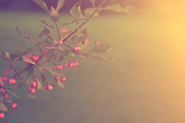 Vintage photo of berries
