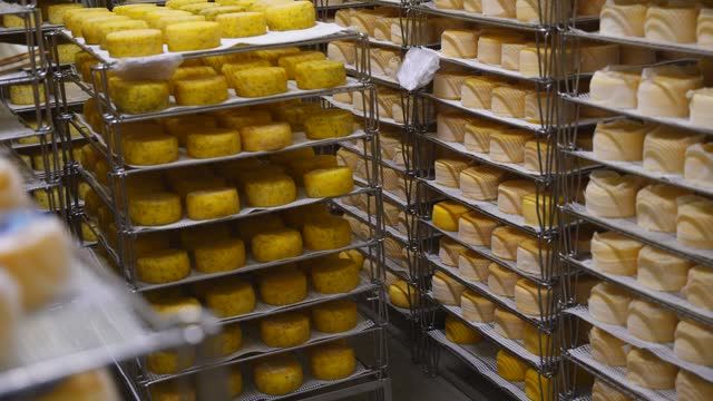 Different varieties of cheese refrigerated in a chamber, stacked on racks