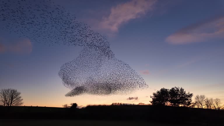 Starling murmuration performs aerial acrobatics in the winter evening sky