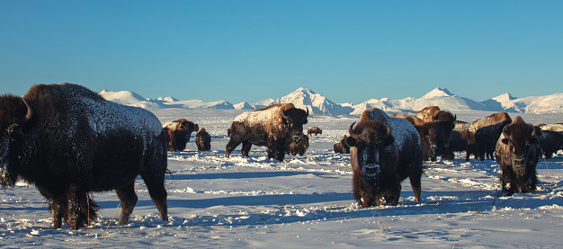 Buffalo herd cresting snowy mountain ridge at sunrise during winter.