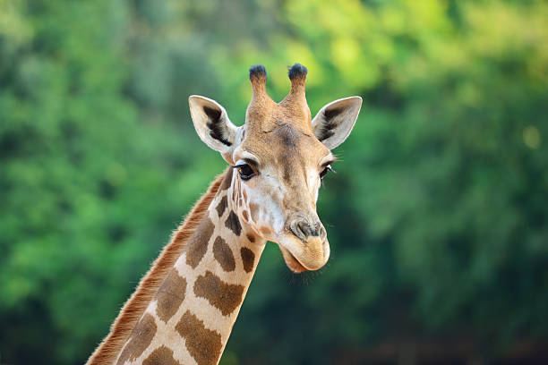 Giraffe Giraffe giraffe stock pictures, royalty-free photos & images