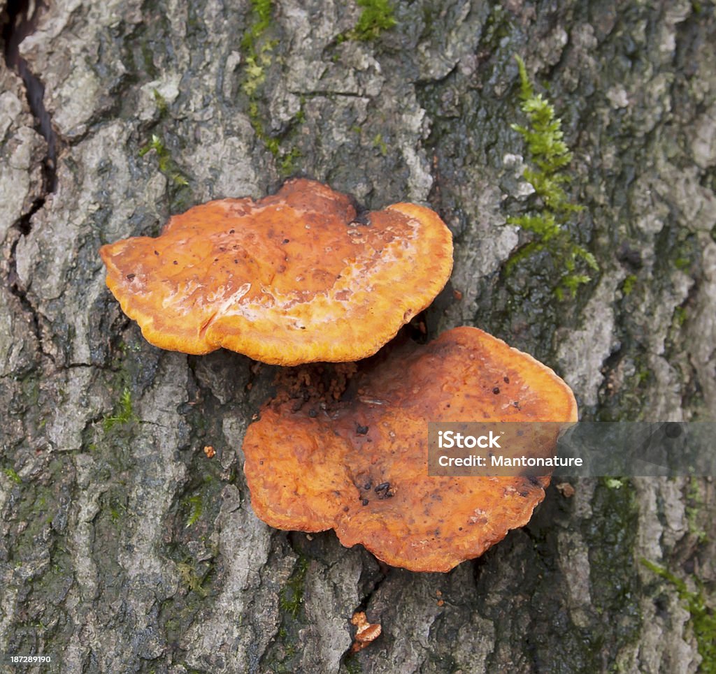 木製菌（Pycnoporus cinnabarinus ) - オランダのロイヤリティフリーストックフォト