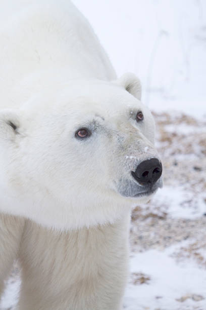 istock Polar Bear on Tundra 187289223
