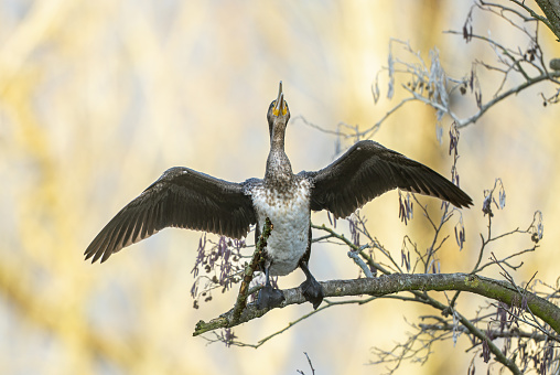 Young great cormorant (Phalacrocorax carbo) drying his wings on a tree.