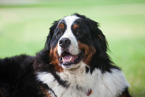 istock bernese mountain dog male portrait 187289575