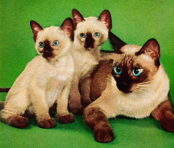 Siamese Cat and Two Kittens Siamese Cat and Two Kittens kitsch photos stock illustrations