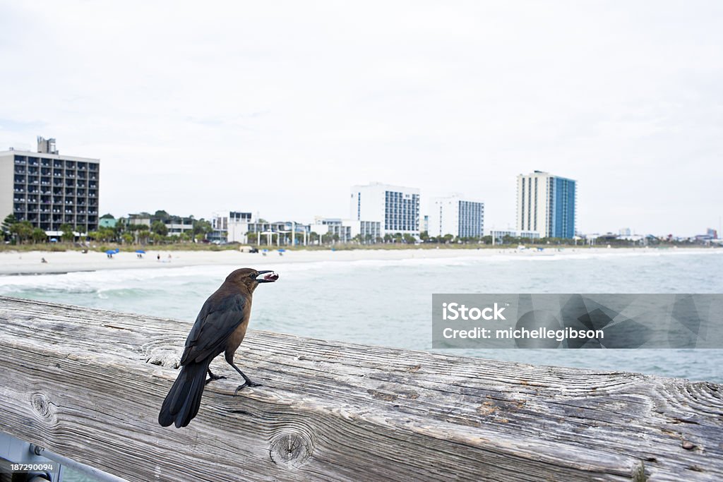 Птица на пристань - Стоковые фото Атлантический океан роялти-фри