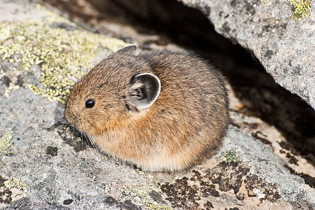 American Pika Hiding in a Rock Crevice The American Pika (Ochotona princeps) is an herbivorous, smaller relative of the rabbit. These cute rodents can be found in the mountains of western North America usually above the tree line in large boulder fields. The pika could become the first mammal in United States to be listed as endangered by the US Fish and Wildlife Service as a result of global climate change. This pika was found near Mount Fremont, Mount Rainier National Park, Washington State, USA. jeff goulden environmental conservation stock pictures, royalty-free photos & images