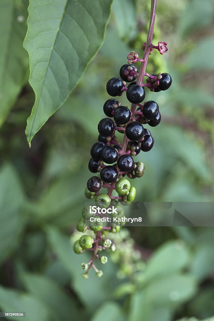 Cremasina uva-turca Frutti di bosco - Foto stock royalty-free di Composizione verticale