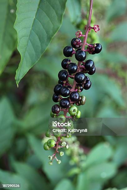 Cremasina Uvaturca Frutti Di Bosco - Fotografie stock e altre immagini di Composizione verticale - Composizione verticale, Cremasina uva-turca, Flora