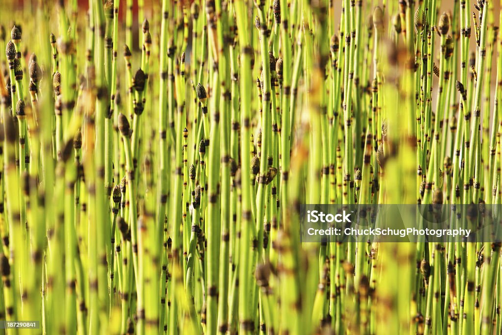 Bambus-Stängel Bambuseae Pflanze Stems - Lizenzfrei Bambus - Graspflanze Stock-Foto