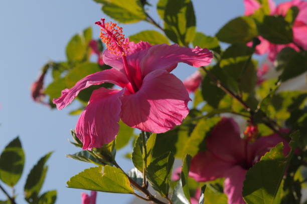 Free Stock Photo of Vibrant pink hibiscus flower under sunlight ...