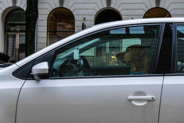 istock Dog driver waiting in a car for the next passenger.. 1872922503