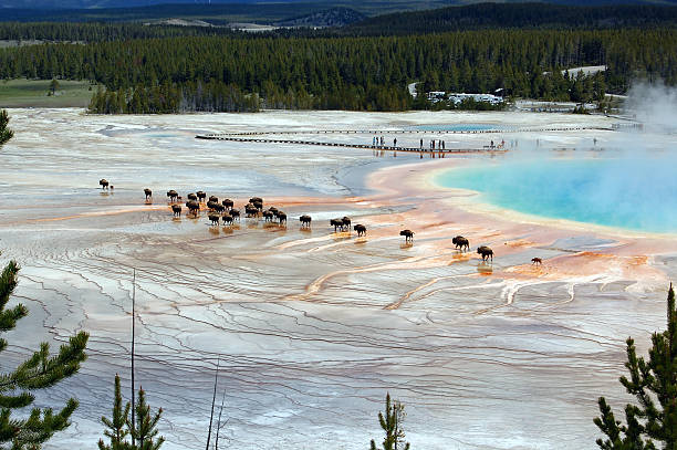 바이슨 가축떼 가까운 그랜드 primatic 연두빛 미드웨이 간헐천 배이신 옐로스톤 - midway geyser basin 뉴스 사진 이미지