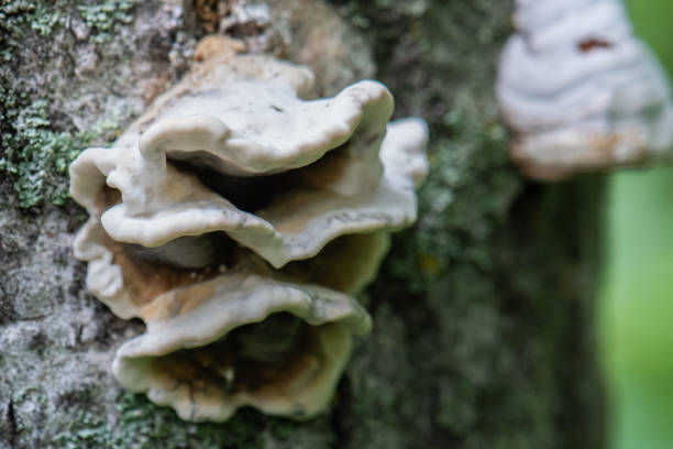 Close-up photograph on the Smokey bracket mushroom growing on a tree.  Photograph captured in midsummer.