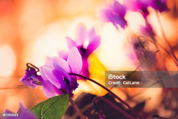 Winzige Alpenveilchen Wachsenden Auf Waldboden Stockfoto und mehr Bilder von Alpenveilchen - Alpenveilchen, Baumbestand, Blume