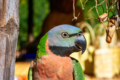myanmar, a red, gree, blue parrot
