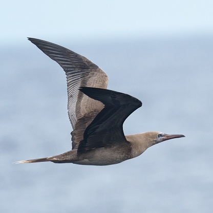 An immature Red-footed Booby (Sula sula), in it’s first year after fledging from the nest, flies over the open ocean of the tropical Atlantic Ocean near the Cape Verde Archipelago. This species is an ocean specialist and is rarely seen in the shallower waters near shorelines, perhaps because one of its preferred prey is Atlantic Flying Fish (Cheilopogon melanurus) which they pursue and catch in the air with amazing skill.