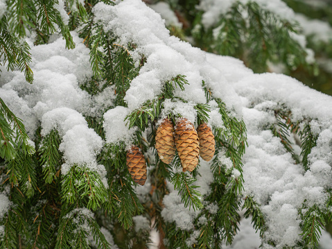 Braune Fichtenzapfen an schneebedeckten Zweigen einer Fichte (Picea wilsonii).