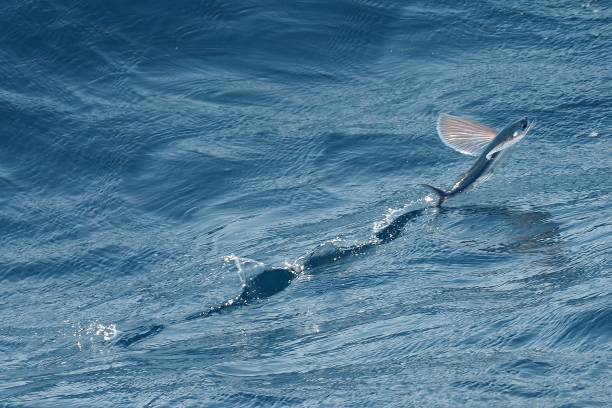 An Atlantic Flying Fish takes flight as a boat approaches