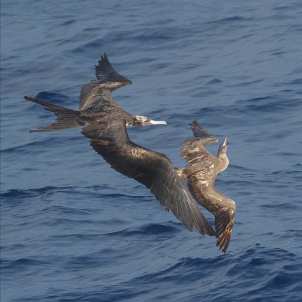 istock A Frigate BIrd chases a Red-footed Booby 1872937429