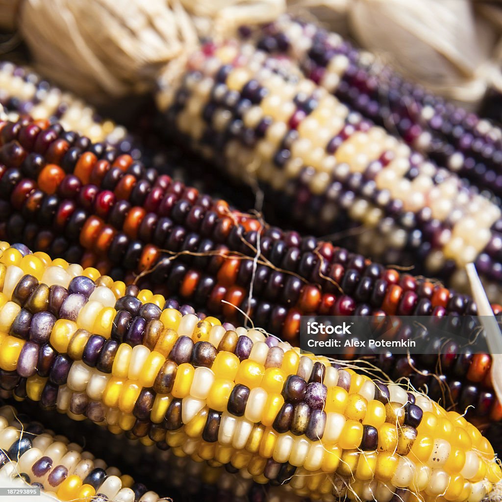 Indian corns sur la country fair - Photo de Agriculture libre de droits