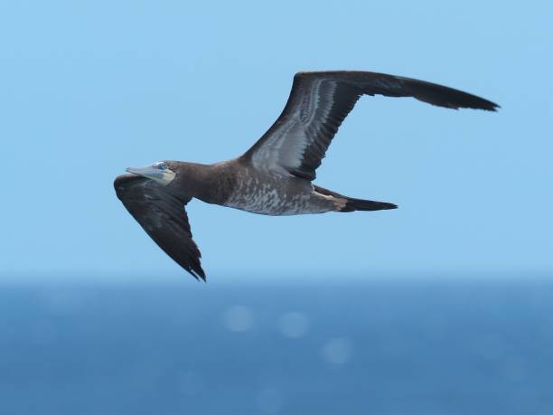 istock A single, second-year Brown Booby flies over the ocean against a clear, blue sky 1872940076