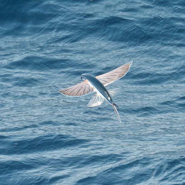 istock An Atlantic Flying Fish glides over the ocean waves 1872944250