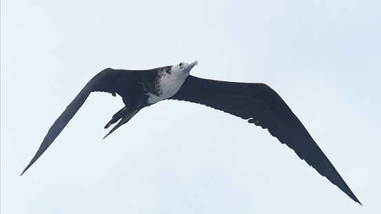 A single, immature Magnificent Frigate Bird (Fregata magnificens) flies directly overhead, searching for food, against a clear, blue sky in the sub-tropical mid-Atlantic, near the Cape Verde Islands.