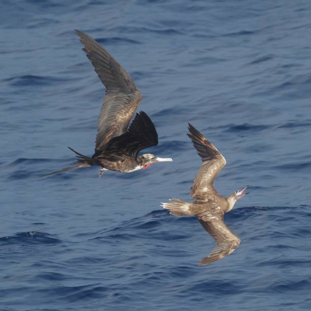 istock A Frigate BIrd chases a Red-footed Booby 1872945292
