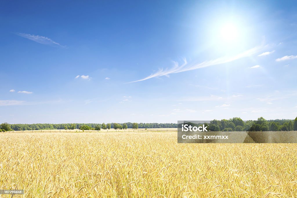 Champ et ciel bleu - Photo de Agriculture libre de droits
