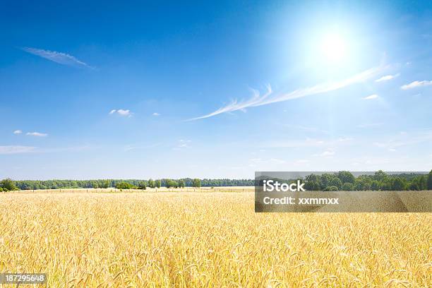 Photo libre de droit de Champ Et Ciel Bleu banque d'images et plus d'images libres de droit de Agriculture - Agriculture, Bleu, Blé