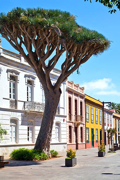 Dragon tree (drago) at La Laguna, Tenerife